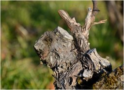 pieds de vignes_10